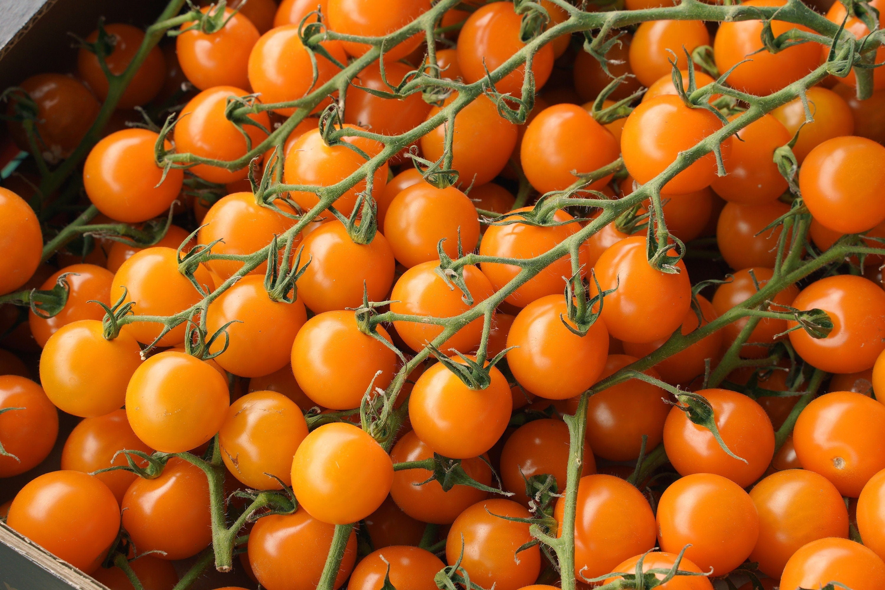 100 ORANGE CHERRY TOMATO Heirloom Solanum Lycopersicum Indeterminate 100 ORANGE CHERRY TOMATO Heirloom Solanum Lycopersicum Indeterminate