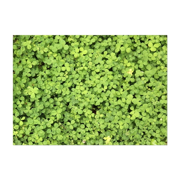 Clover all Over - Marshall Michigan Photography Nature Botanical Garden Floral Pattern Wilderness Scenic Unframed Wall Art Print 4 x 6 inches