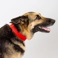 thumbnail image 3 of HSHDLDF 1 Inch Martingale Heavyduty Nylon Dog Collar Hot Orange Large, 3 of 7