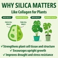 thumbnail image 3 of Plant Supplement Silica Strength 4.5% Liquid 250mL for Houseplants, 3 of 9