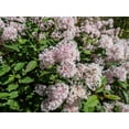 thumbnail image 4 of 20 White NEW JERSEY TEA Hummingbird Flower Ceanothus Americanus Shrub Seeds, 4 of 7