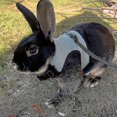 thumbnail image 4 of Harnais pour Lapin Outil de Traction Réglable Comcompatible Harnais en Maille Douce pour Furet Rats Hamster Ensemble Gilet Laisse Fournitures pour Animaux, 4 of 5