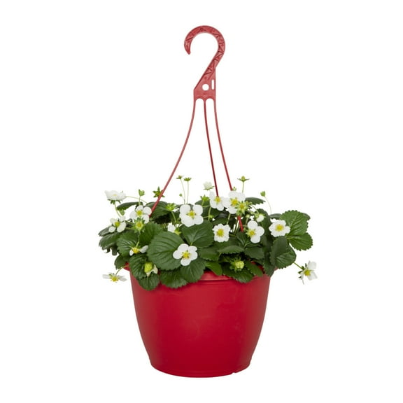 Expert Gardener 1.5gal Strawberry Live Edible Plant Hanging Basket Sun
