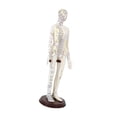 thumbnail image 4 of Esquirla Acupuncture Model 20 inch Tall with Stand PVC Versatile Human Practice Model Female Hard, 4 of 8