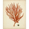 thumbnail image 2 of Vision Studio 12x14 White Modern Wood Framed Museum Art Print Titled - Antique Red Coral IV, 2 of 4