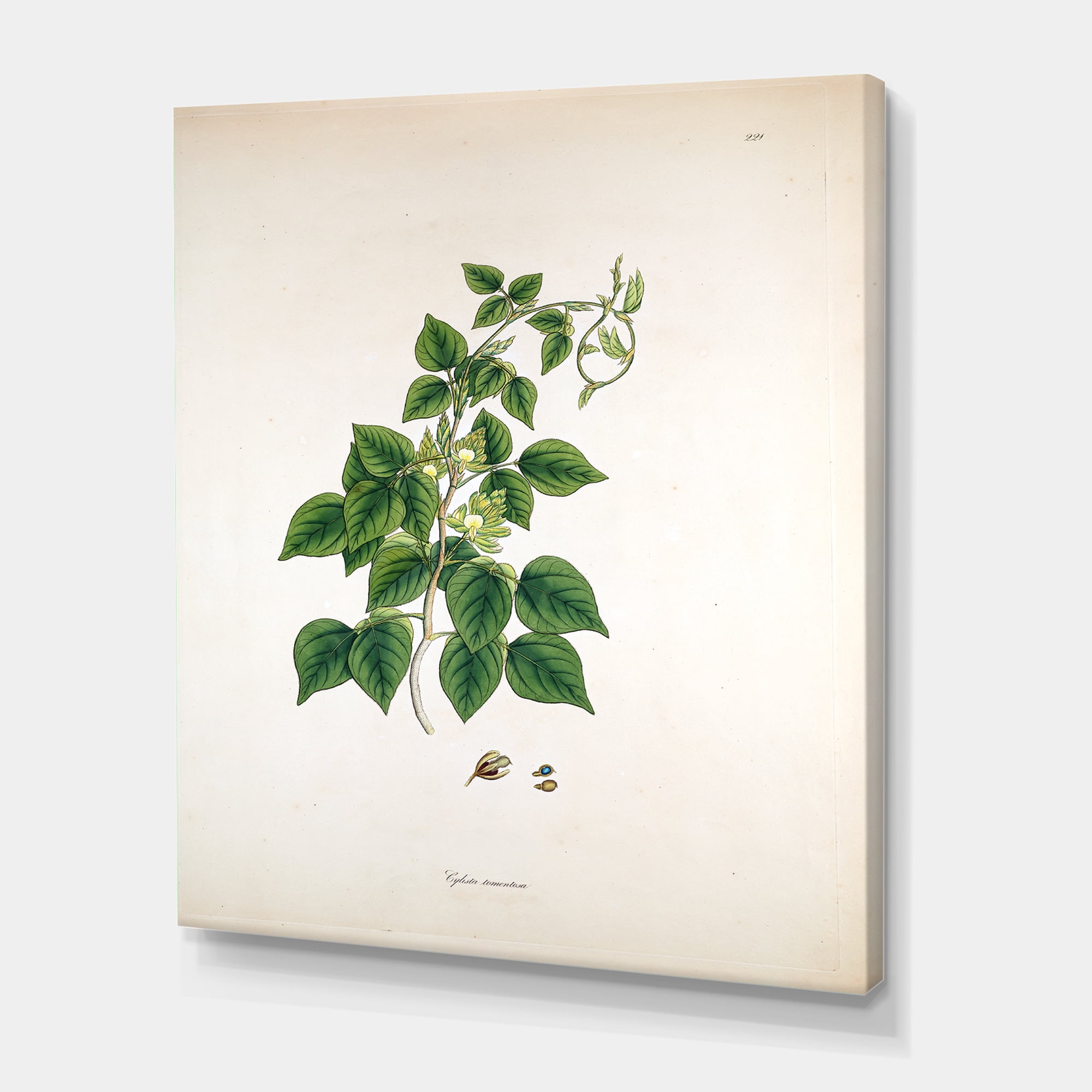 Designart ' Ancient London Plants VIII ' Farmhouse Canvas Wall Art Print