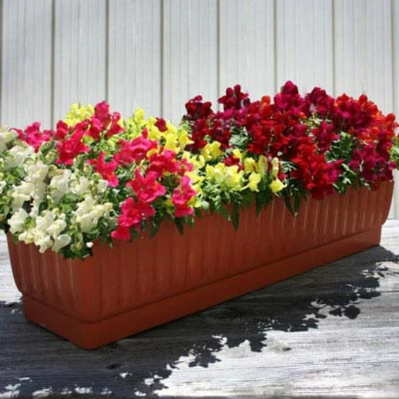 Snapdragon Seeds - Candy Showers Mix Multi-Pelleted Variety Snapdragon Seeds - Non-GMO - 25 Seeds