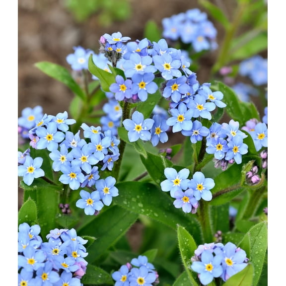 Earthcare Seeds - Forget Me Not Woodland 700 Seeds (Myosotis sylvatica) Heirloom - Open Pollinated