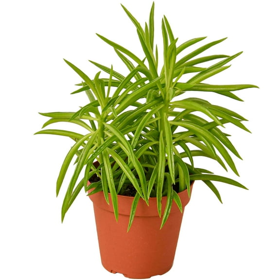 Peperomia Green Bean Live Plant in 4" Grower Pot, Real Houseplant Ferreyrae