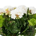 thumbnail image 3 of Vickerman 17.5" Artificial White Polyester Geranium Bush X 12, 3 of 4