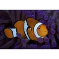 thumbnail image 2 of False Ocellaris Clownfish in its host anemone  Papua  Guinea Poster Print, 2 of 2