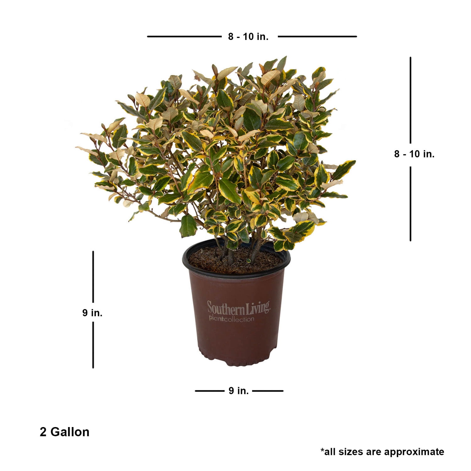 Southern Living Olive Martini Elaeagnus Live Shrub in 2-Gallon Grower Pot