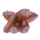 thumbnail image 5 of Plantas Suculentas Artificiales Hierba Desierto DIY Paisaje Flores Hogar Jardín Decoración Macarena Planta Artificial, 5 of 7