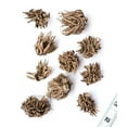 thumbnail image 2 of Red Ranunculus - 10 bulbs, 2 of 3