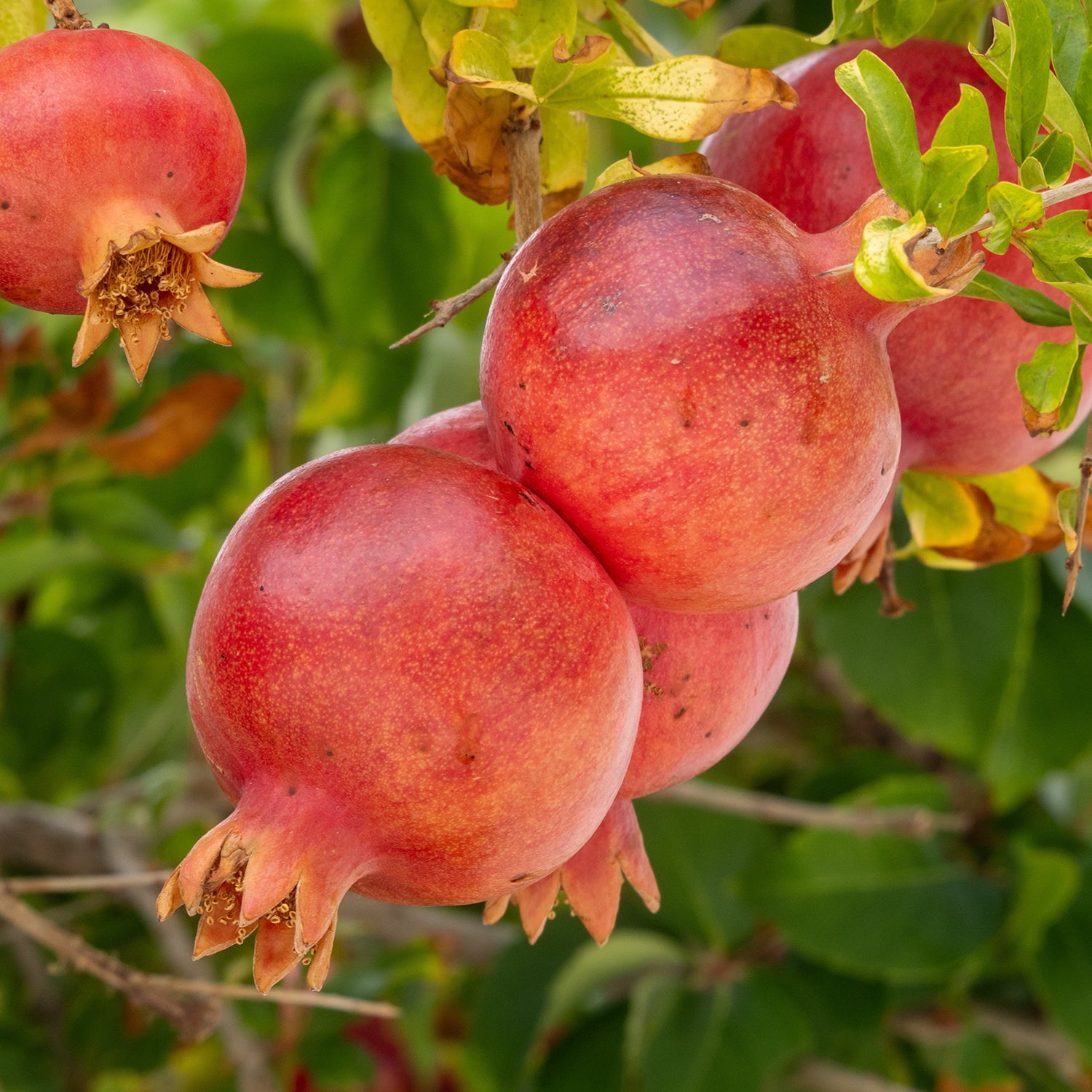 Expert Gardener 3-4 ft tall Salavatski Pomegranate Live Tree in 7-Gallon Grower Pot