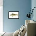 thumbnail image 6 of Yellow Perch Perca Flavescens, Fishes, Framed Art Print Wall Art by Encyclopaedia Britannica Sold by Art.Com, 6 of 6
