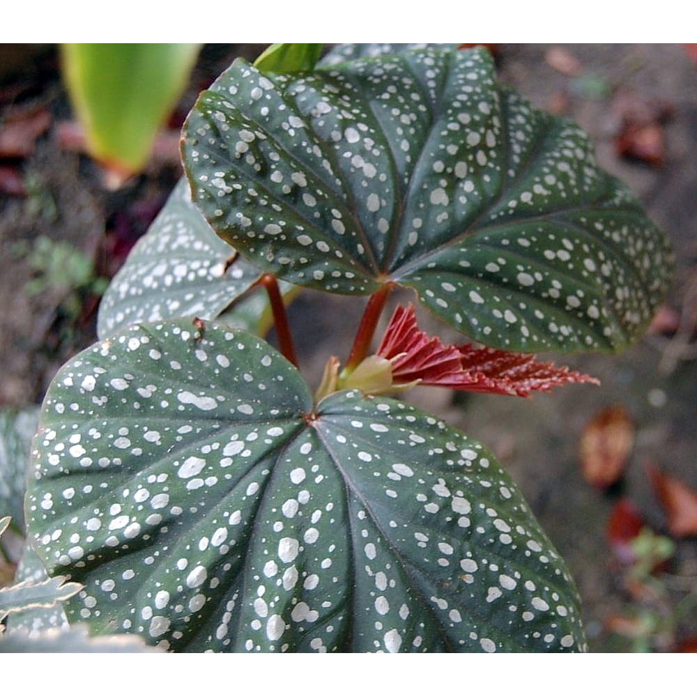 Heirloom Corallina de Lucerna Angel Wing Begonia 2.5" Pot Great