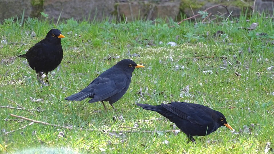 black songbirds