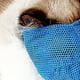 thumbnail image 5 of Bozales para gatos multiusos ajustable resistencia a las mordeduras cubierta de boca de gato de malla transpirable para gatos gatitos azul, 5 of 10