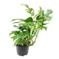 thumbnail image 2 of Rhaphidophora Tetrasperma - Monstera Minima (15" Tall in 6" Terracotta Pot) - Air-purifying Houseplant - Easy to Care Houseplant for Beginners, 2 of 4