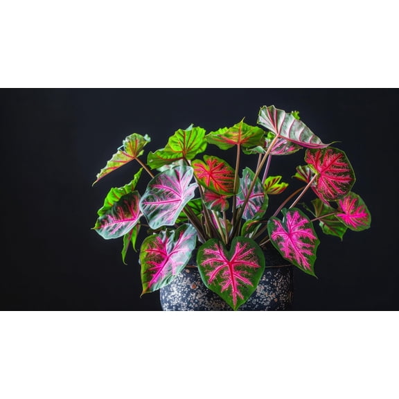 2 Pink and Green Caladium Bulbs for Planting - Perennial , Fancy - Grow 2 Plants
