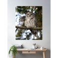 thumbnail image 2 of Barred Owl Poster Wall Art, Modern Wall Decor For Living Room Bedroom, 24x36 UNFRAMED, 2 of 3