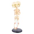 thumbnail image 1 of HLONK Human Baby Deformed for Head Skull Research Model Skeleton Anatomical Brain Anatomy Teaching Study Display, 1 of 11