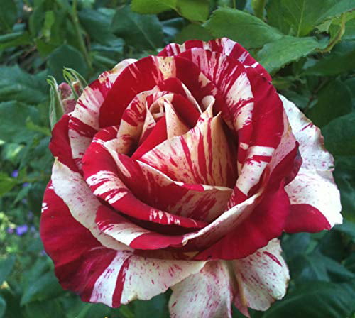 150 PCS Seeds Rare White Blood Rose Plants Flowers Bonsai Garden Asaka 2019 New 