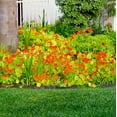 thumbnail image 2 of 100 Nasturtium Seeds Tropaeolum majus Edible Flowers and Leaves - Spicy Flavor - Pepper Substitute Mixed Colors, 2 of 11