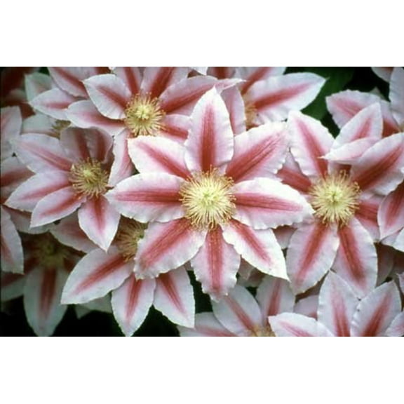 Bees Jubilee Clematis Vine - Pink & Red Blooms - 2.5" Pot