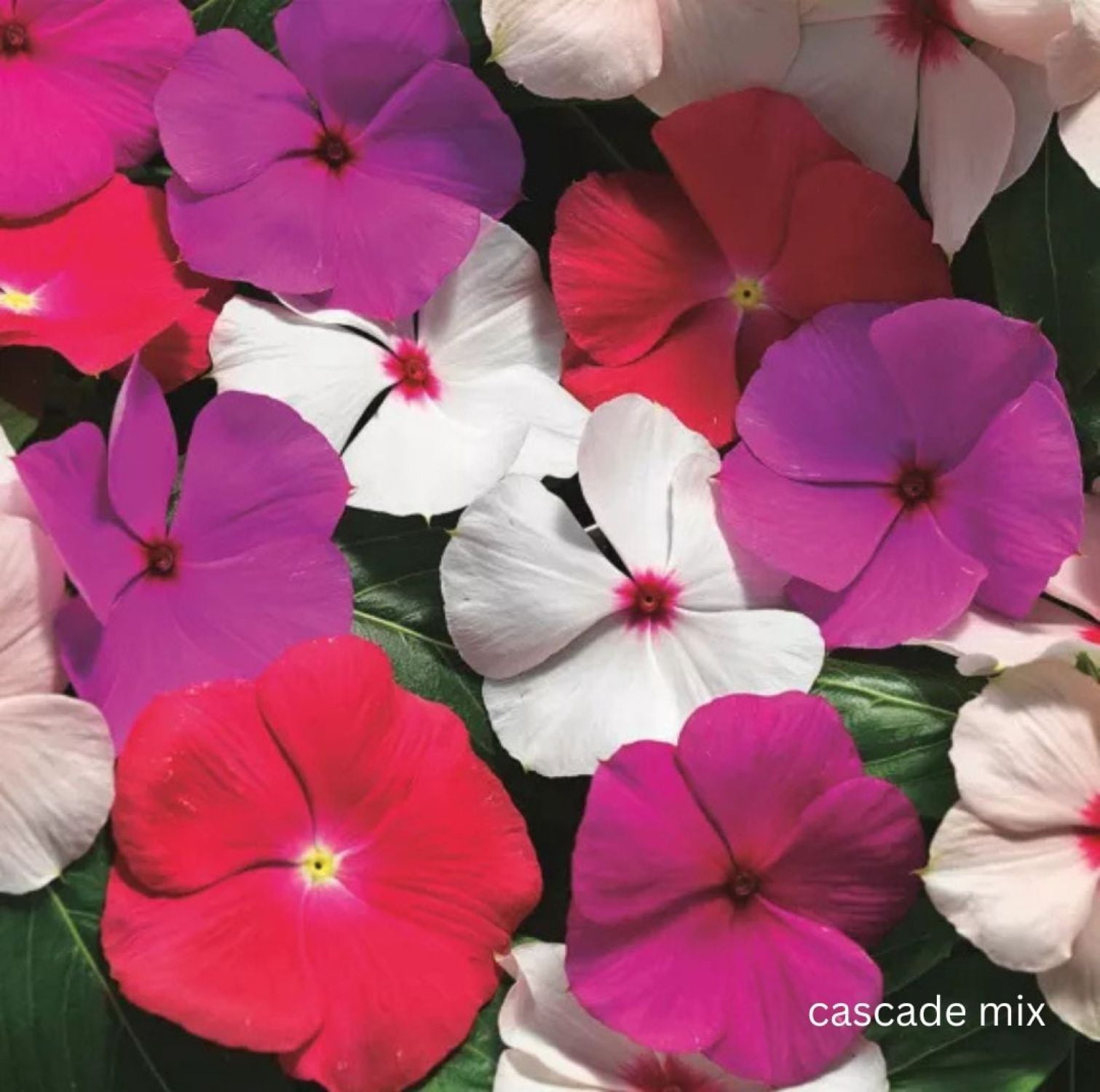 Expert Gardener Vinca Trailing Various Colors Hanging Basket, Outdoor Live Plants, Full Sun, Annual, 1.5 Gallon (1 Count Pack)