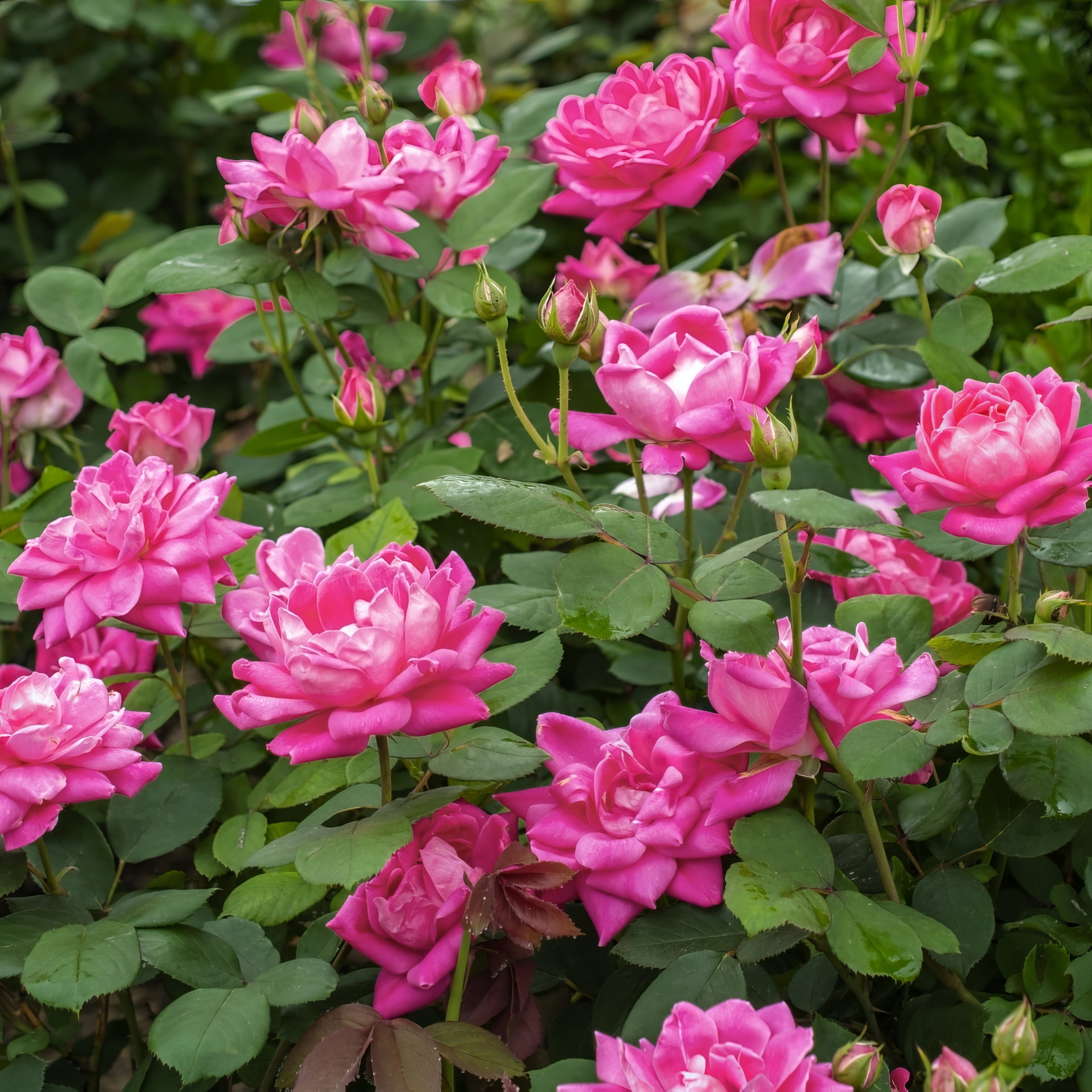 National Plant Network Bare Root Knock Out Rose Tree Double Pink