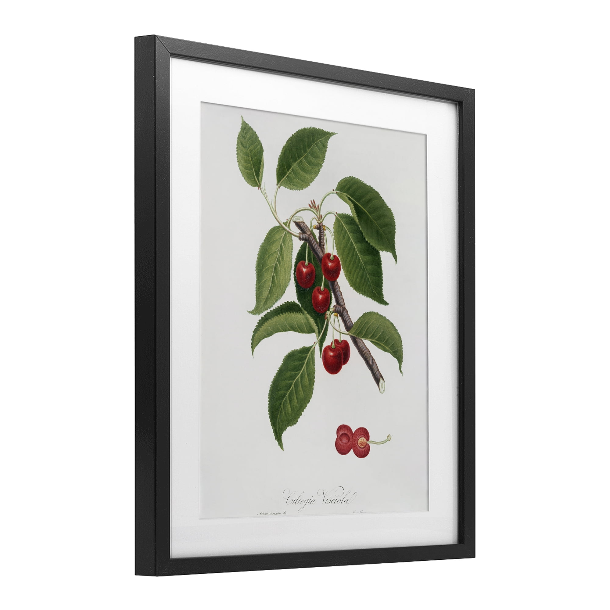 Latin Study of Cherry Plant Black Framed Print Under Glass, design by Lettered and Lined