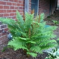 thumbnail image 3 of 5 Rhizomes Cinnamon Fern Plant, Cinnamon Plant Outdoor Landscape, 4 Inch Tall, 3 of 6