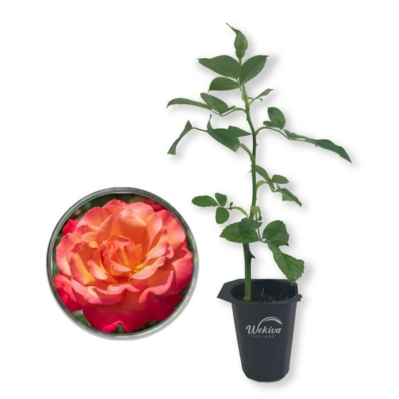 Tuscan Sun Rose Bush - Live Starter Plant in a 2 Inch Pot - Beautifully Fragrant Heirloom Rose from Florida - A Versatile Beauty with a Rich Fragrance