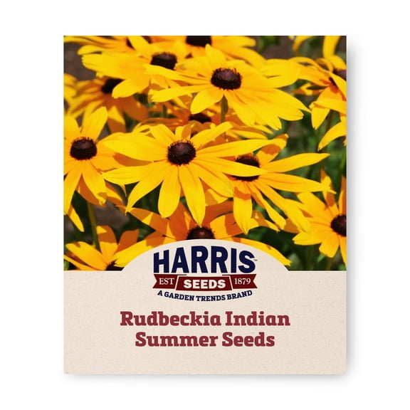Harris Seeds - Rudbeckia Yellow Indian Summer Seed - Annual Flowers - 250 Seeds