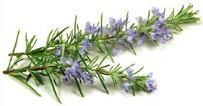 Rosemary Verbenone Essential Oil 1 fl oz (30 ml) - 100% Pure and Natural by Silky Scents