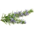 thumbnail image 3 of Rosemary Verbenone Essential Oil 1 fl oz (30 ml) - 100% Pure and Natural by Silky Scents, 3 of 4