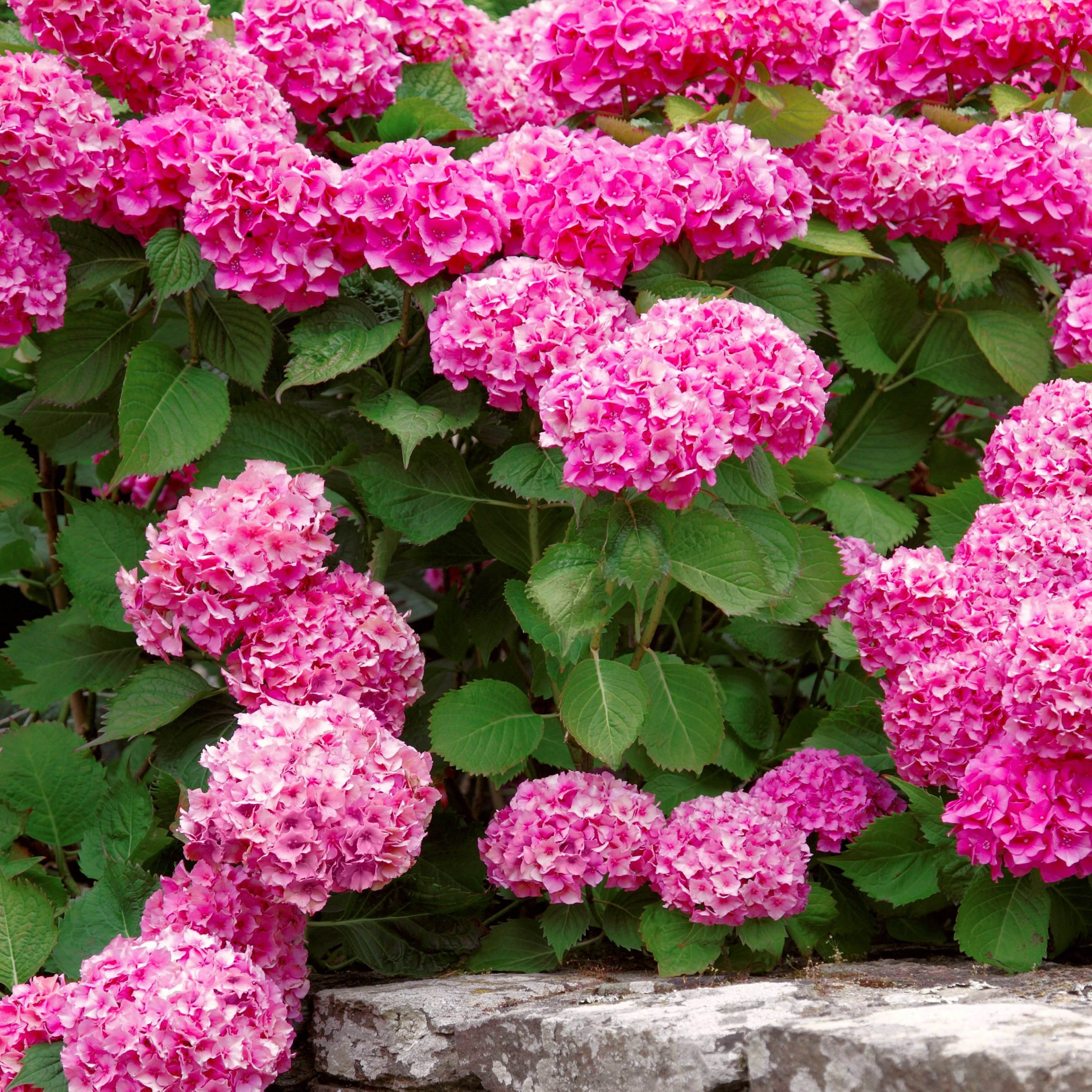 National Plant Network 3 gal. Hydrangea Merritt's Supreme Pink Live Shrub