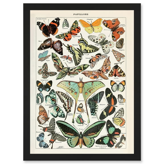 Millot Encyclopedia vintage Variety Butterflies Moths Nature Artwork Framed Wall Art Print A4