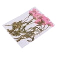 thumbnail image 4 of 12 piezas múltiples flores secas prensadas reales, ramas de flores de crisantemo, para manualidades de bricolaje, scrapboking, decoración de tarjetas rosado Baoblaze Flores secas prensadas reales, 4 of 8