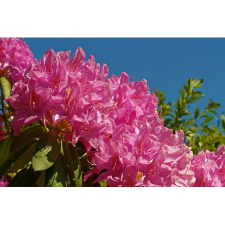 - Peel-n-Stick Poster of Ericaceae Flowers Bush Rhododendron Pink Garden Poster 24x16 Adhesive Sticker Poster Print