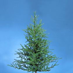 Pine Iron Base - 36