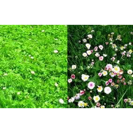 The Dirty Gardener Mix of Low Growing Grass and Flowers Lawn - 2