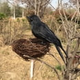 thumbnail image 4 of Set Of 6 Realistic Black Feathered Crows, High-Quality Foam And Feathers, Easy To Position For Indoors And Outdoors, Enhance Your Halloween Decor, 4 of 5