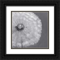 Atelier B Art Studio 20x20 Black Ornate Wood Framed with Double Matting Museum Art Print Titled - Dandelion Puff Ball
