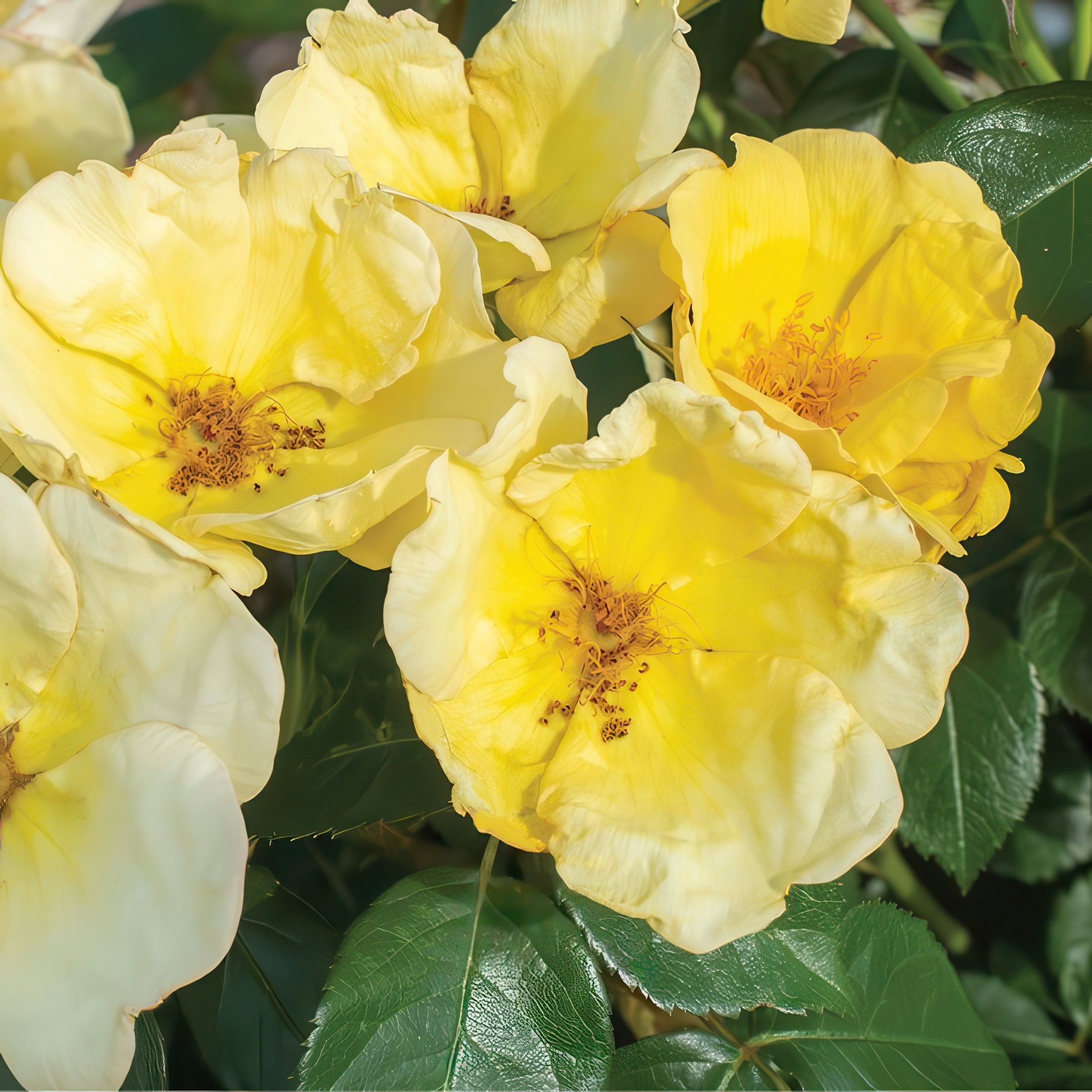 National Plant Network 3 gal. Knock Out Rose Easy Bee-zy