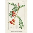 thumbnail image 2 of Turpin 23x32 White Modern Wood Framed Museum Art Print Titled - Turpin Tropical Botanicals III, 2 of 4