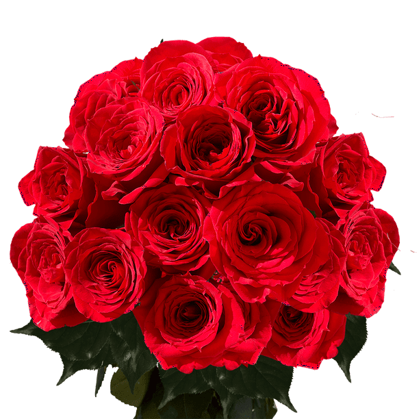 Two Dozen Red Roses Beautiful Fresh Cut Flowers Express Delivery