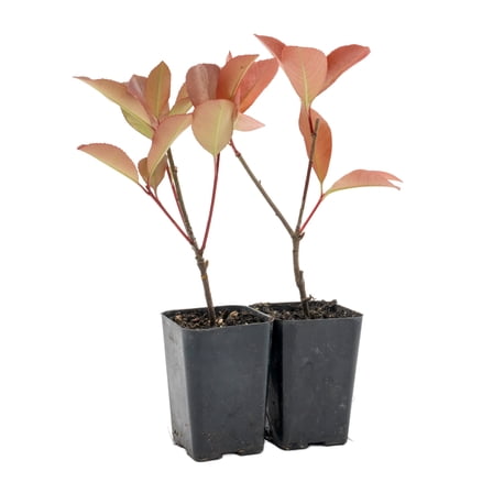 2 Red Tip Photinia – Live Plants in Extra-Deep Nursery Cubes | Photinia x fraseri | Hardy Evergreen Shrubs with Vibrant Red New Growth